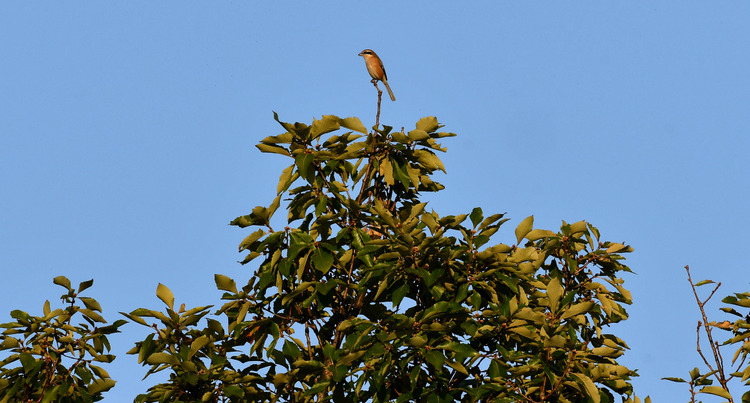 D5003_116873