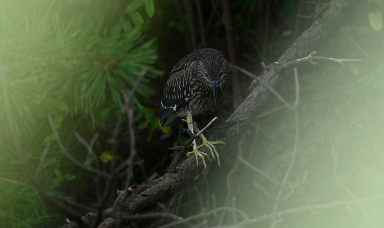 Z6ii1_104242