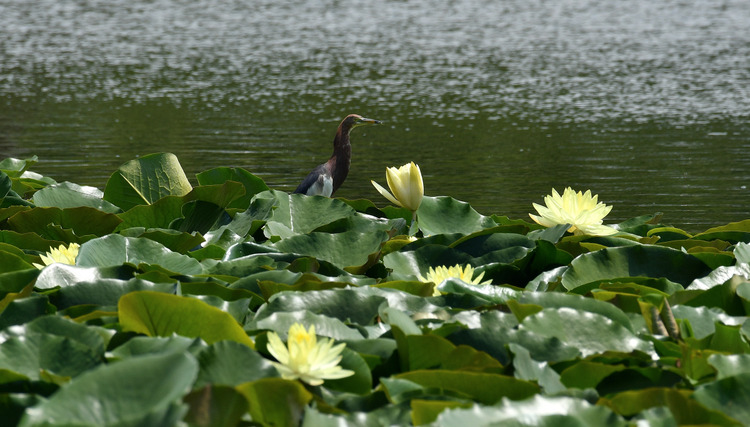D5003_077279_00