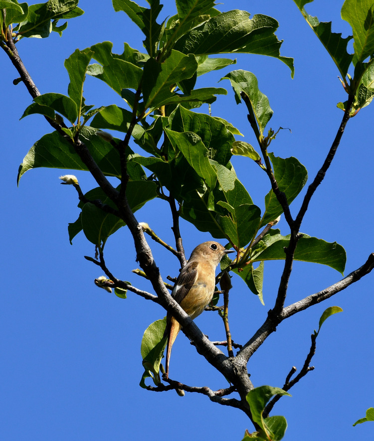 D5003_118578