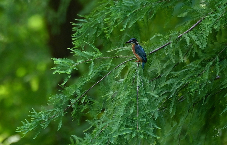 Z6ii1_110625