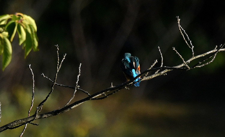 D5003_086090