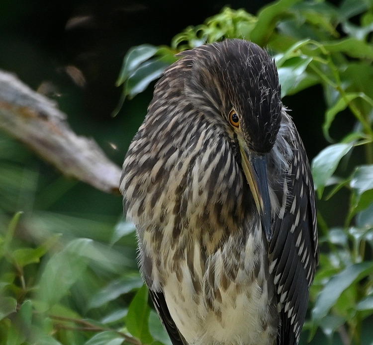 Z6ii1_103856