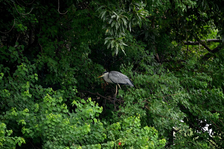 Z6ii1_104435