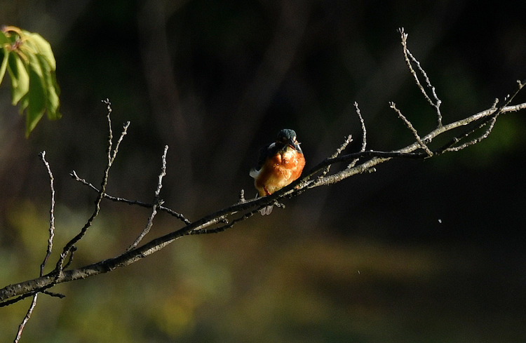 D5003_086084