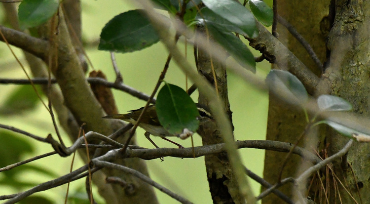 D5003_083281