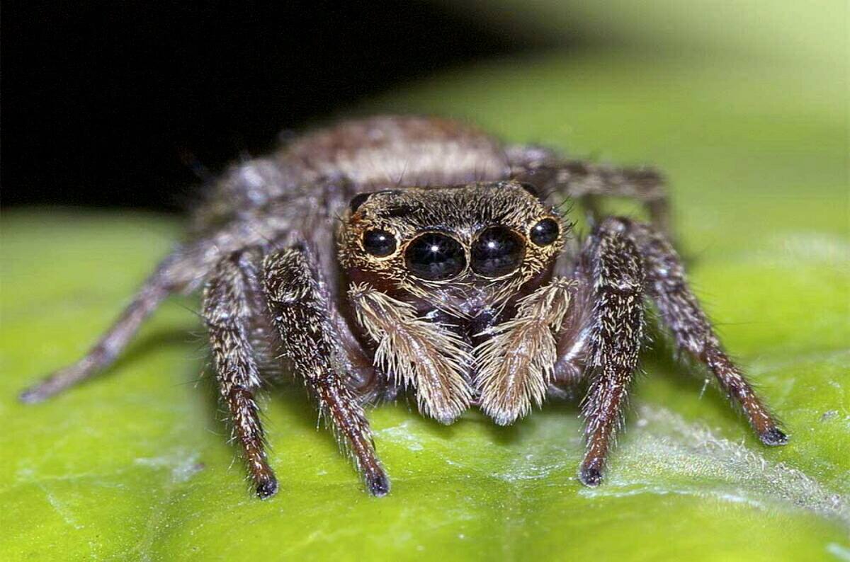 可愛い虫 ハエトリグモ ゆきおの日記帳 可愛い虫 ハエトリグモ ゆきおの日記帳
