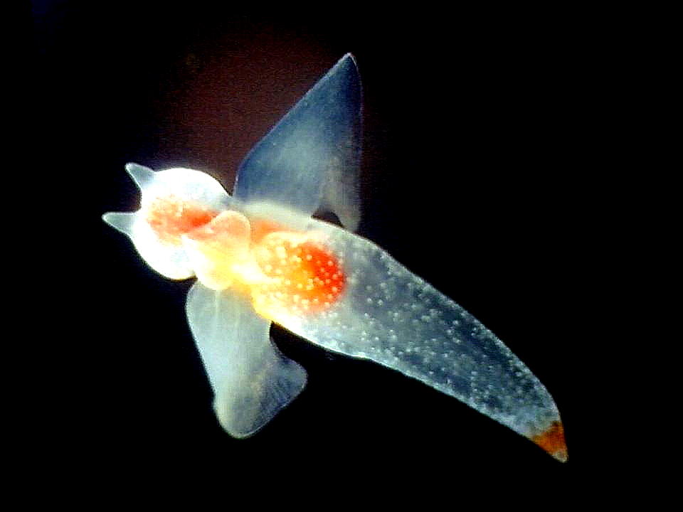 生き物 ゆきおの日記帳