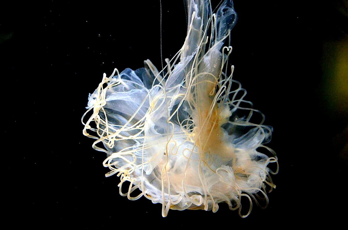 生き物 ゆきおの日記帳