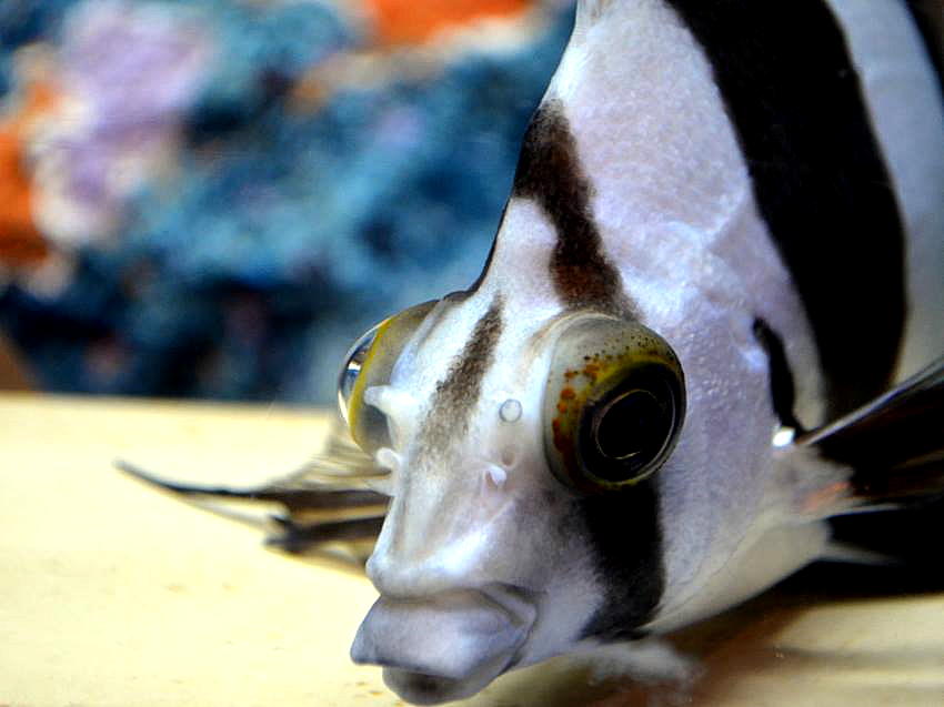 生き物 ゆきおの日記帳