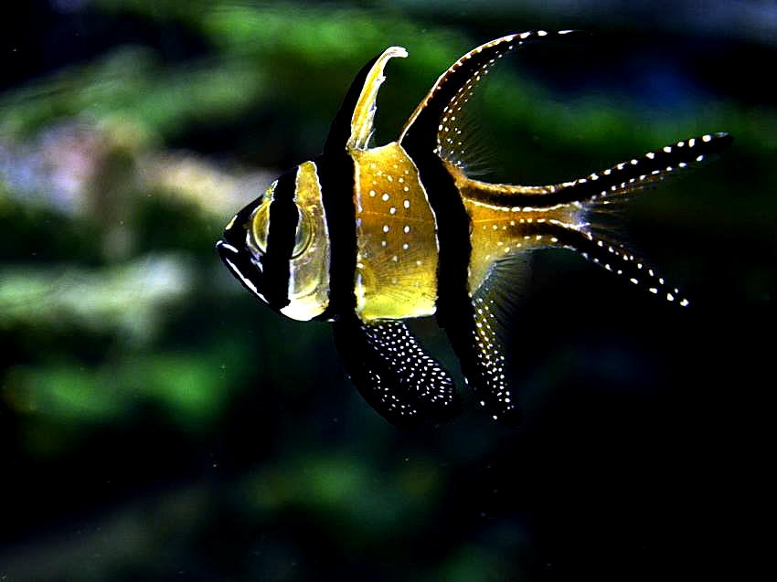 生き物 ゆきおの日記帳