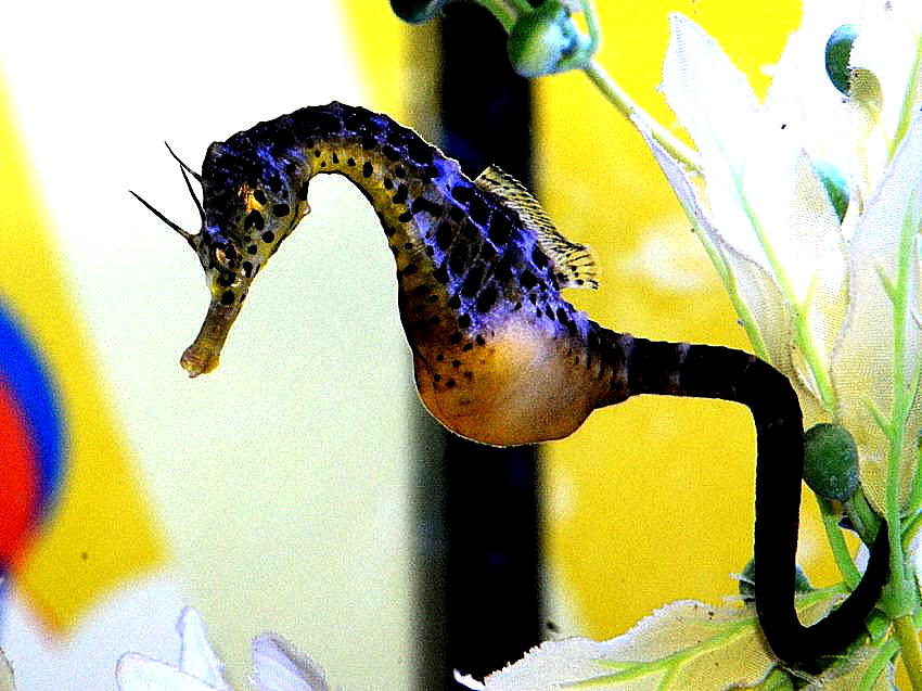 生き物 ゆきおの日記帳
