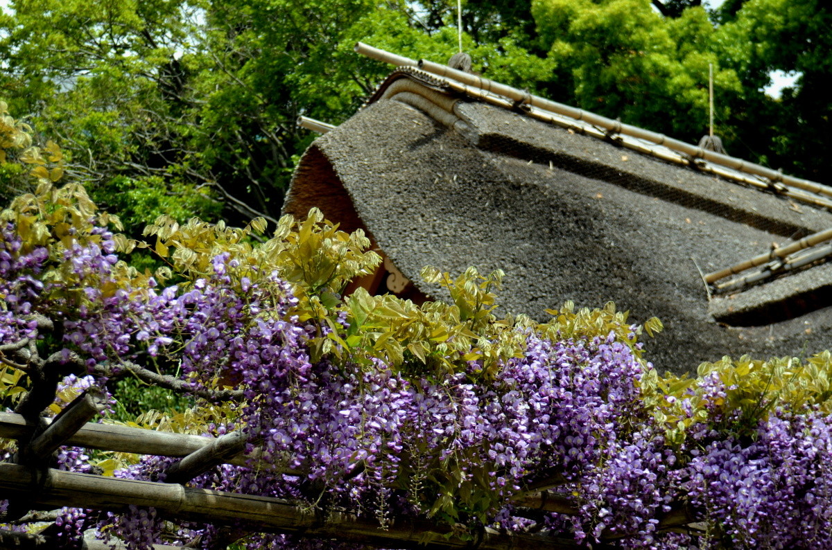 東京散策 浜離宮恩賜庭園の藤 ゆきおの日記帳