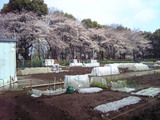 桜と区民農園