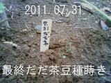 だだ茶豆種蒔き2011.07.31