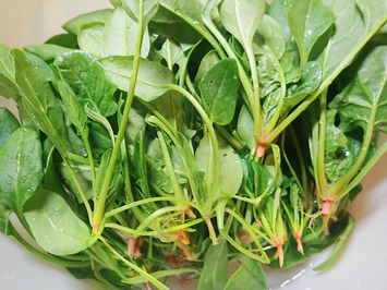 ほうれん草収穫2019.12.25