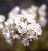 挿し木桜開花