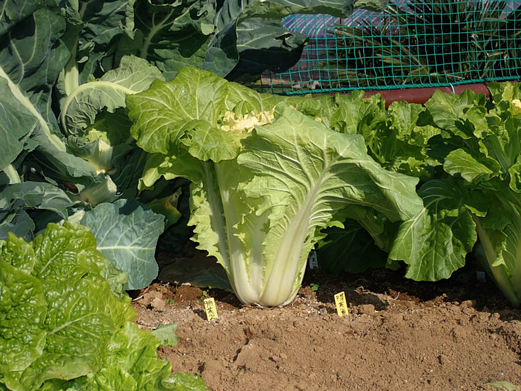 花芯白菜の収穫 大阪しろな と パクチョイ の定植 紅法師ミズナ Heyモーの家庭菜園を楽しむ