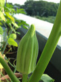 ¥À¥Ó¥Ç¤ÎÀ±2013.07.11