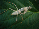 カマキリ抜け殻2010.08.23.jpg