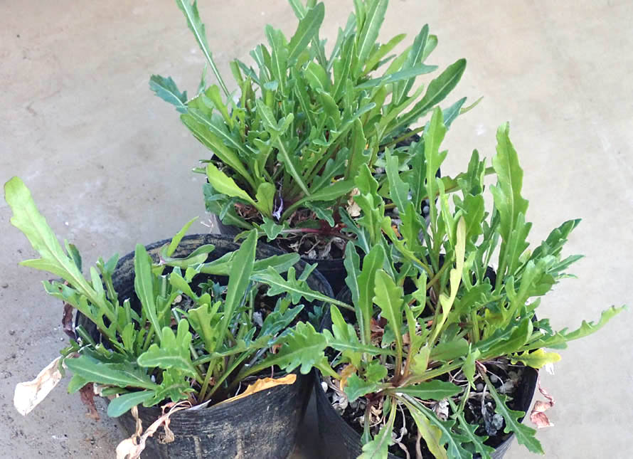 ワイルドマッシュルームとリコッタチーズのローズマリーとタイム添えレシピ