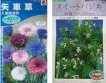 矢車草バジル201104010