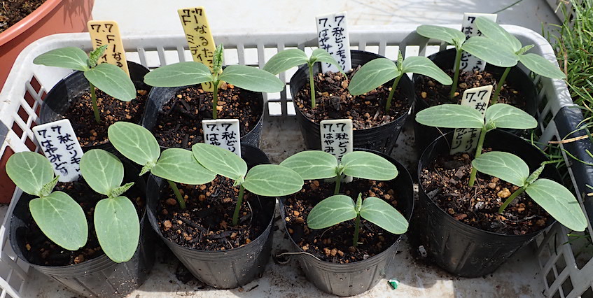 イトトンボ の飛来 七夕きゅうり 間引き ニンジンの発芽 ４番手 サクサク王子ネオ 開花中 Heyモーの家庭菜園を楽しむ
