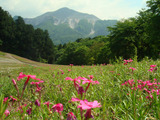 秩父市羊山公園b2012.05.21