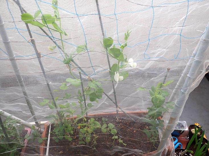 ベランダのエンドウ 蔓なしインゲン パプリカ 鷹の爪 スワンとタイガーメロン Heyモーの家庭菜園を楽しむ