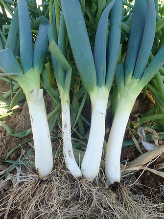 下仁田ネギ 2020.01.03