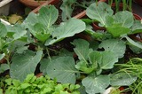 キャベツ2010.11.01.