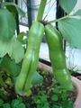 ソラマメ結実2012.05.21