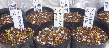 元旦蒔き発芽2020.01.06