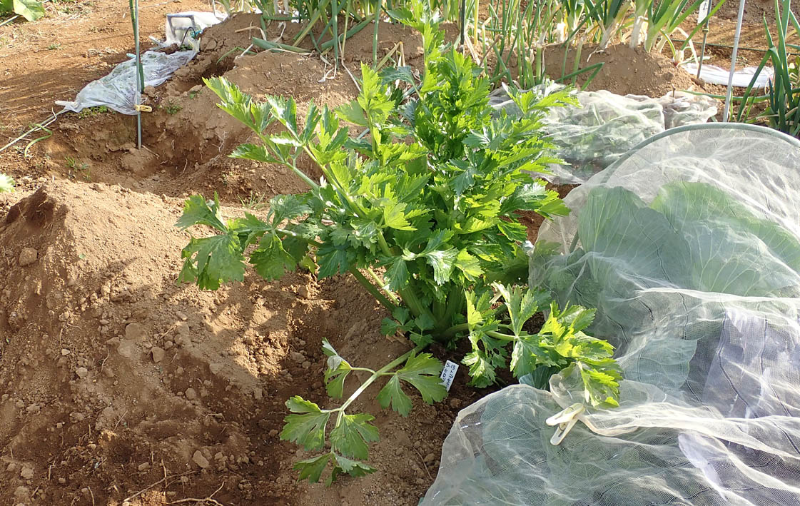 最後のセロリ収穫 鷹の爪 ニラの自家採種 芋がら干し Heyモーの家庭菜園を楽しむ