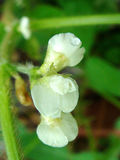エダマメ花2010.06.29.jpg