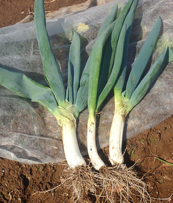 下仁田ネギ収穫2019.12.31