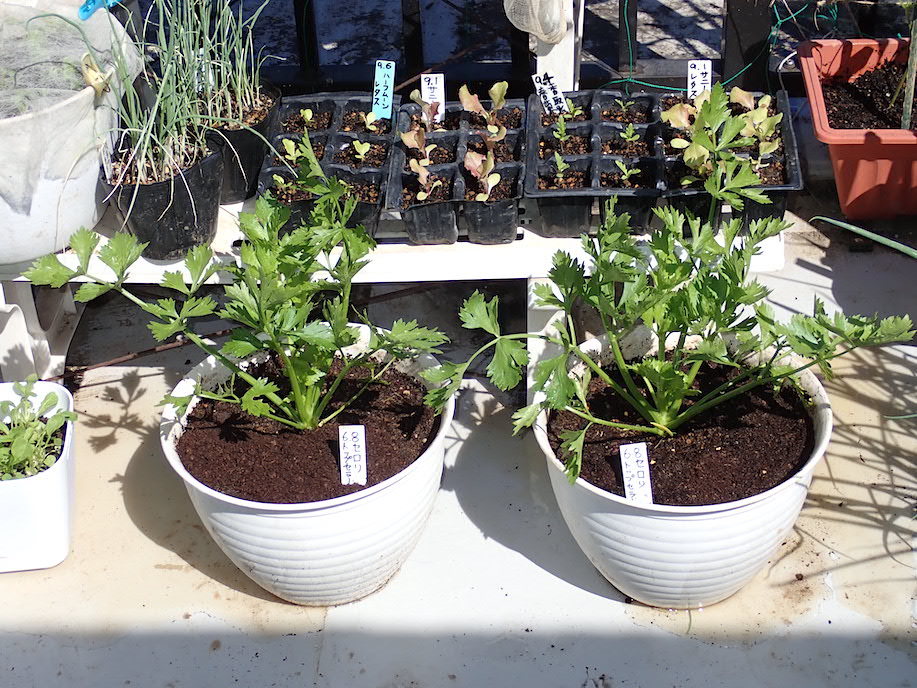 コスモスとニラの花がきれいです セロリとフリルレタスの植え替え 九条細ネギとパセリの種蒔き Heyモーの家庭菜園を楽しむ