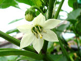 ピーマン開花2010.06.26.jpg