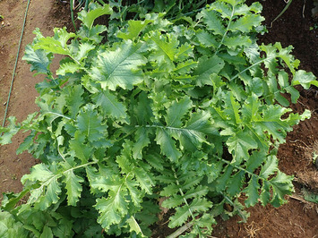 おふくろ大根2019.12.25