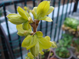 禅寺丸柿2013.03.29