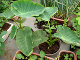 サトイモ2010.06.24.jpg