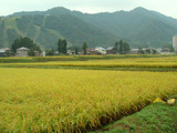 コシヒカリ2012.09.21