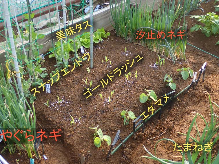 Heyモーの家庭菜園を楽しむ:密植