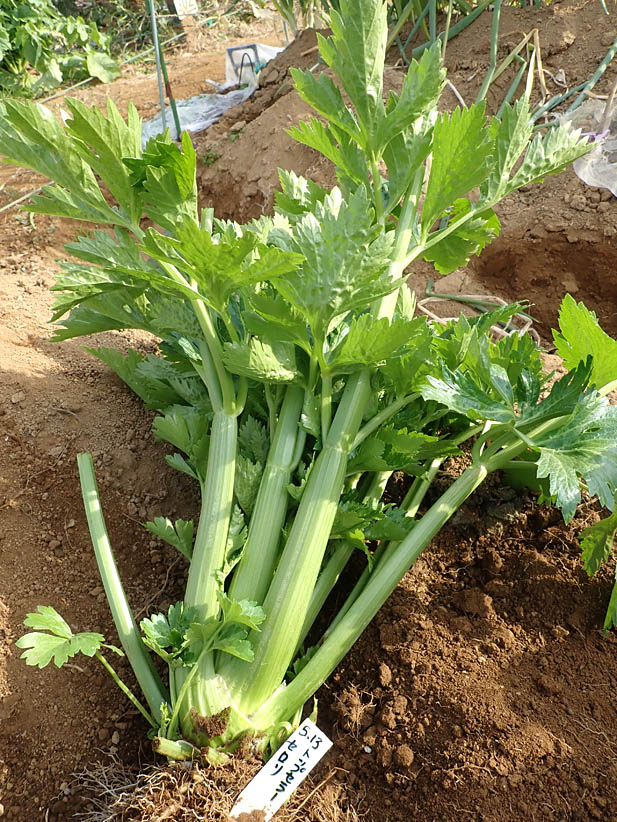 最後のセロリ収穫 鷹の爪 ニラの自家採種 芋がら干し Heyモーの家庭菜園を楽しむ