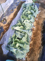 キャベツ2011.05.21
