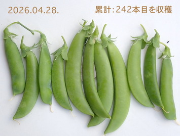���ʥå�2026.04.28.