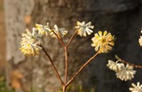 春の花7