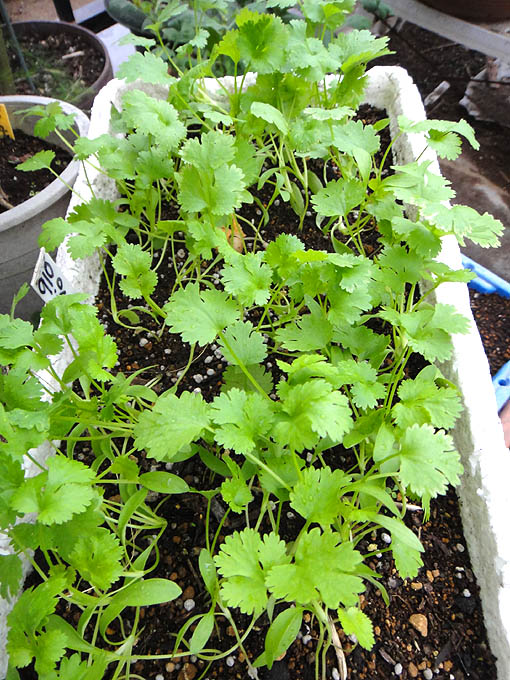 パクチー栽培 打木源助大根追加蒔き 区民農園の様子 Heyモーの家庭菜園を楽しむ