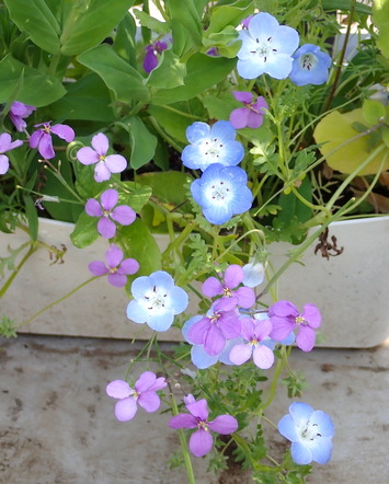 ��餵���Ϥʤ�2026.04.28.