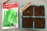 ジャンビーノ種蒔09.04.20.jpg